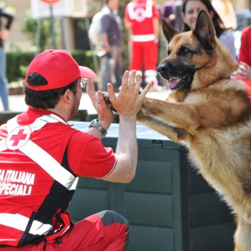 Attività Unità Cinofila Della Croce Rossa Di Roma